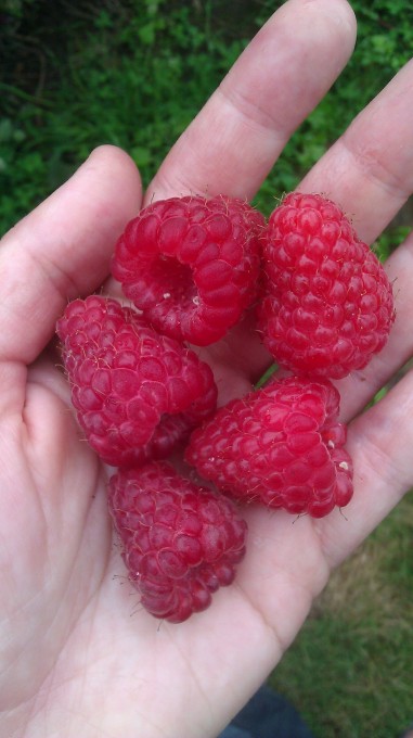 mutant oregon raspberries