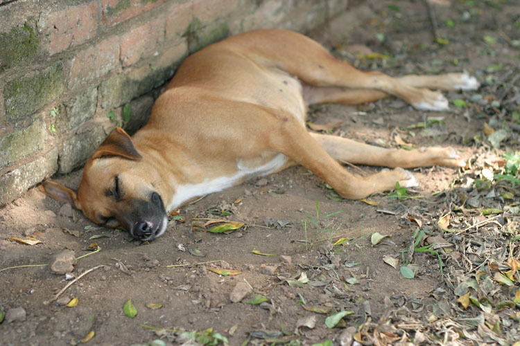 Dog at Ayuthaya