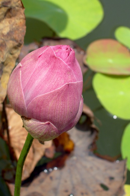 Lotus at Chulalongkorn University (another one)