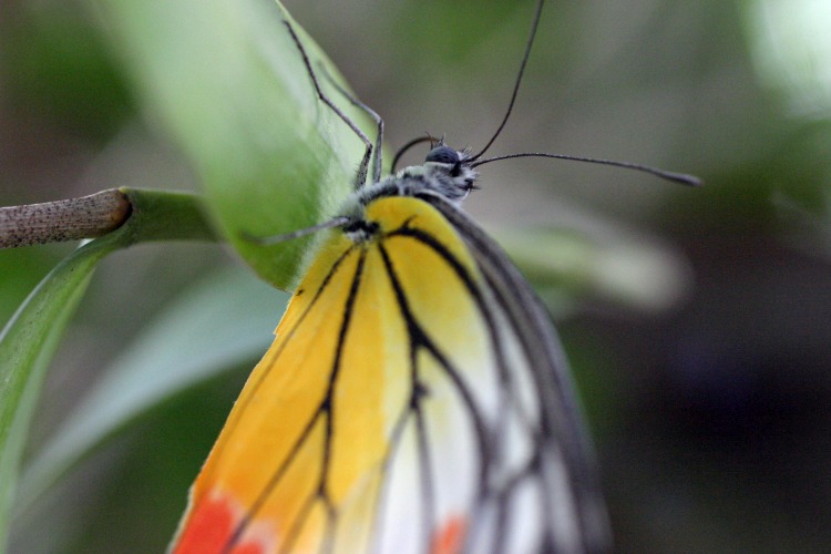 Butterfly at Orchid Show