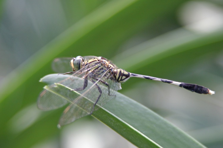 Dragonfly at Orchid Farm