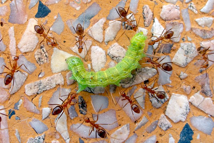 Fire Ants Attack A Worm