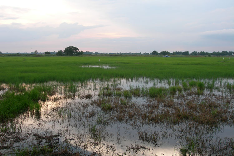 Flooded Rice Field