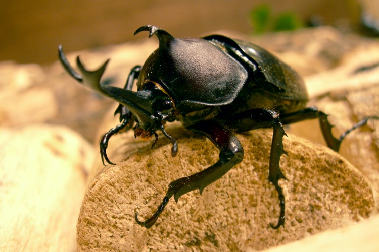 Horned Bug