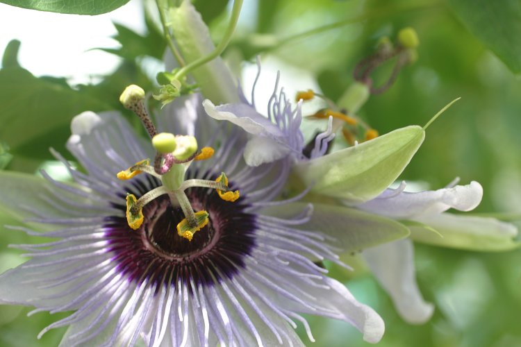 Passion Flower at the Brooklyn Botanical Garden