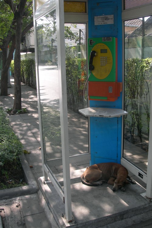 Stray Dog in a Phone Booth