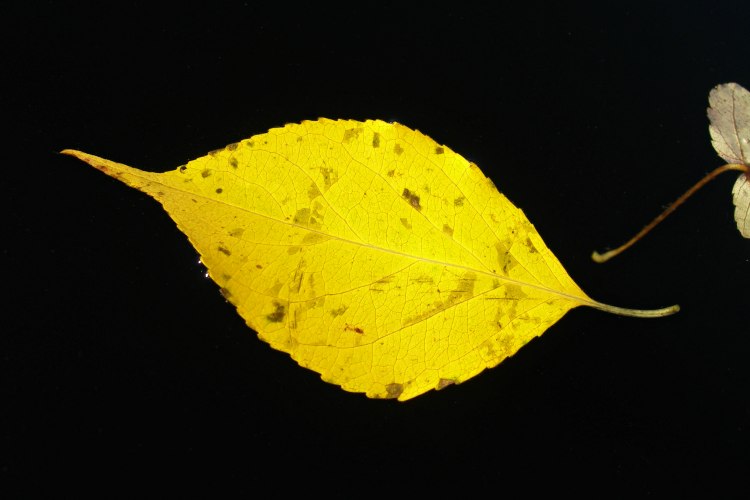 Leaf on Smith Pond