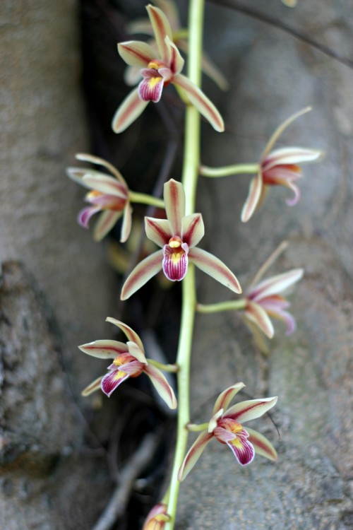 Species Orchid in Suphanburi