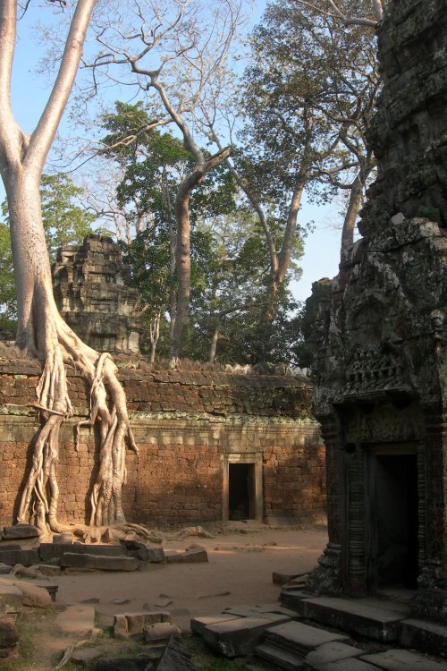 Roots at Ta Phrom