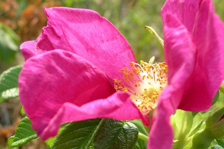 Wild Rose blowing in the Wind