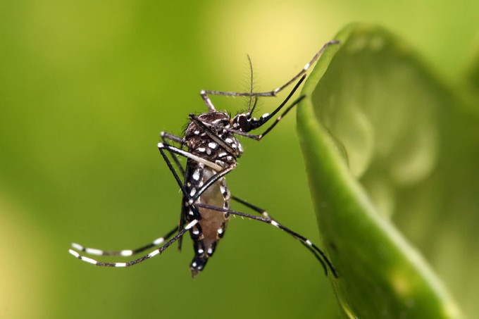 These small black and white mosquitoes can carry dengue.