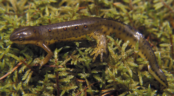 red_spotted_newt