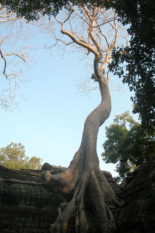 Another Tree at Ta Phrom