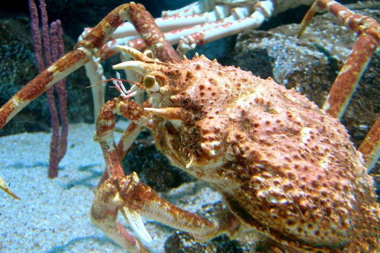 Aquarium Crab