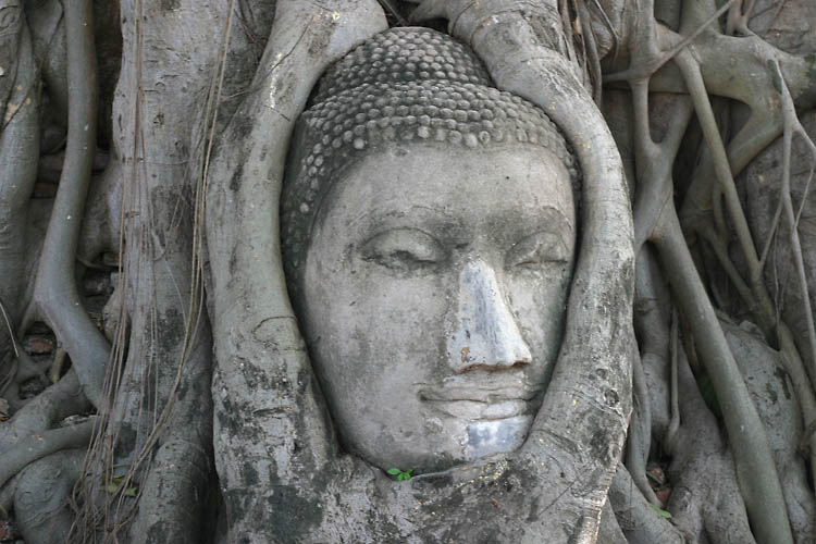 Face of Buddha surrounded by roots at Wat Mahatat in Ayuthaya
