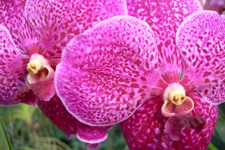 Big Pink Orchid