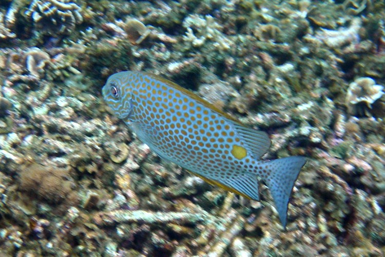 Blue Spotted Fish
