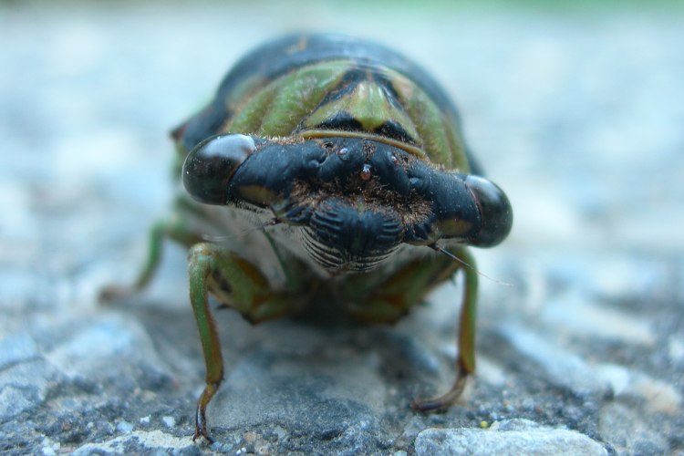 cicada in central park