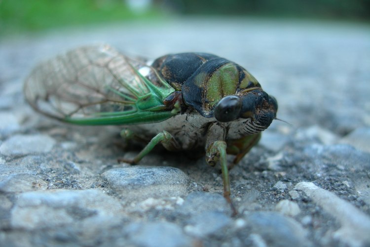 Cicada in Central Park