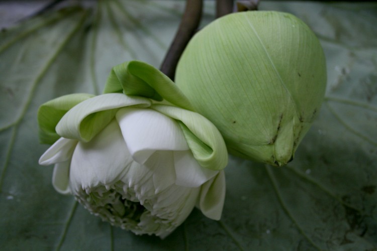 Folded Lotus Buds