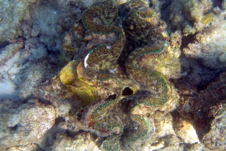 Another Giant Clam