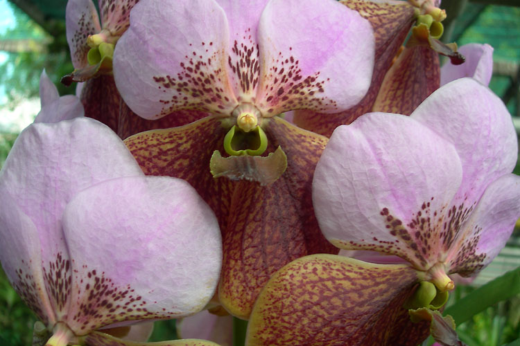 Huge Orchid