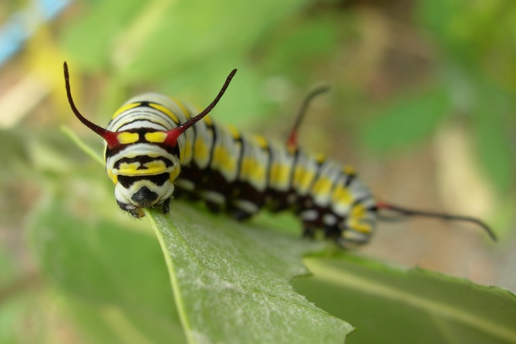 A Caterpillar in Koh Chang