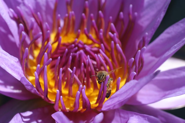 Honey Bee and Lotus Flower