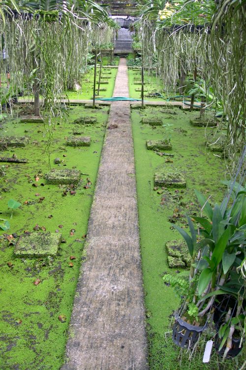 Duck Grass at Orchid Farm