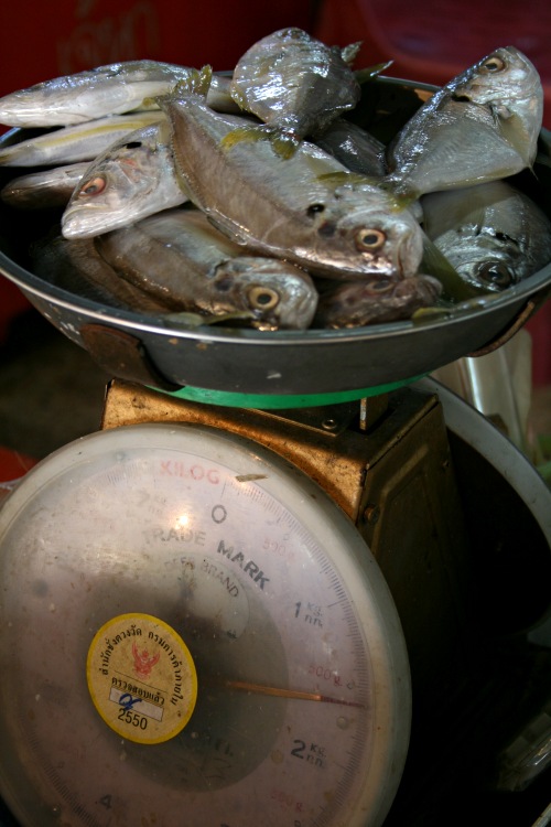 Saam Yaan Weighing Fish