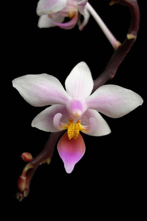 Native Thai Orchid in Kanchanaburi