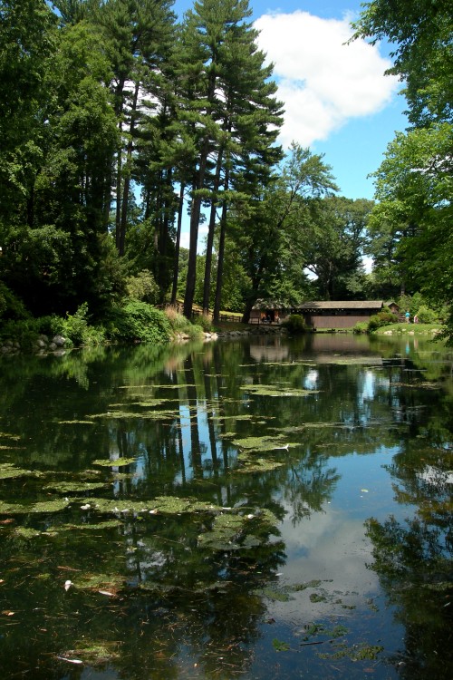 Stanley Park Pond