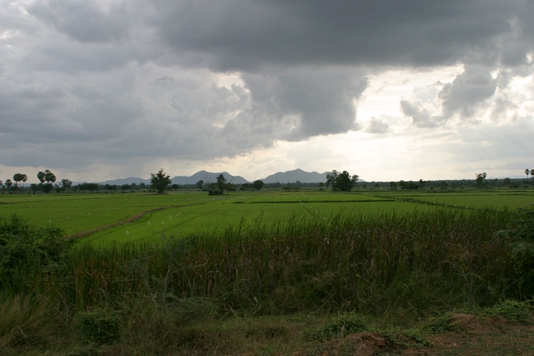 Stormy Ricefield