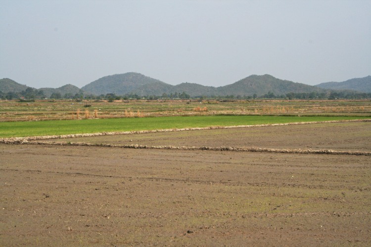 New Rice Field