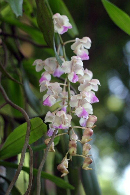 Species Orchid in Suphanburi