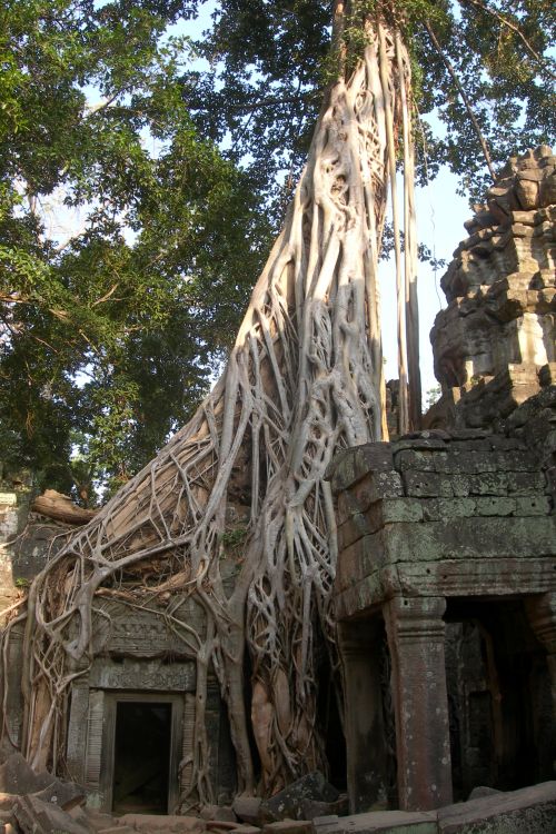 Roots and Door at Ta Phrom