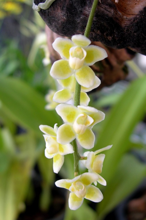 Tiny Yellow and White Orchid