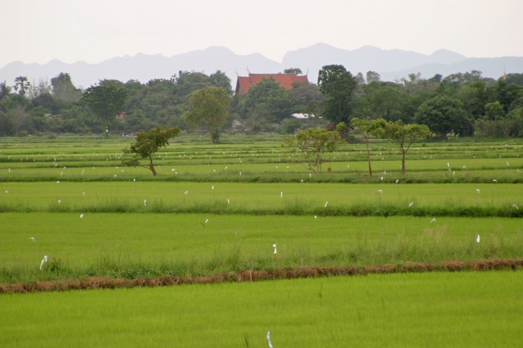 Wat Roof in a Ricefield